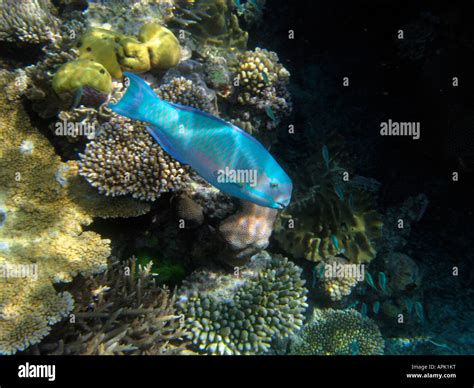 Steephead Parrotfish Chlorurus Microrhinos Agincourt Reef Great Barrier