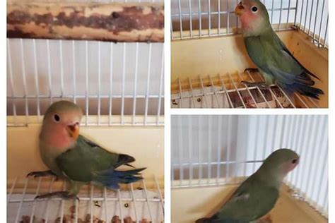 green lovebird