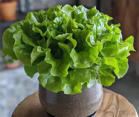 Quels légumes pouvez vous cultiver dans des conteneurs et quelle doit