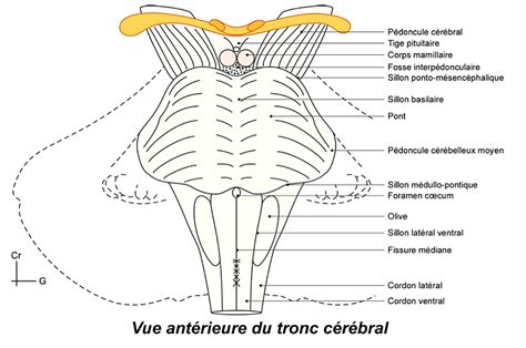 Tronc C R Bral Cordon Ue Anatomie Tutorat Associatif Toulousain