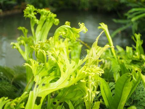 Ferns Plants Types of Leaves Stock Image - Image of green, produce ...