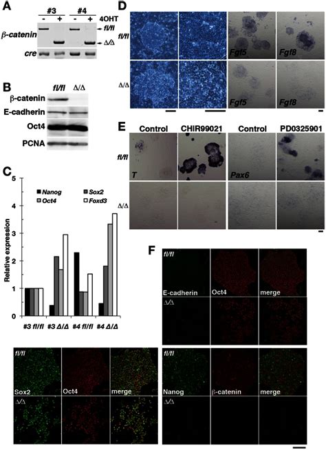 A Two independent EpiSC lines 3 and 4 derived from β cateninfl fl