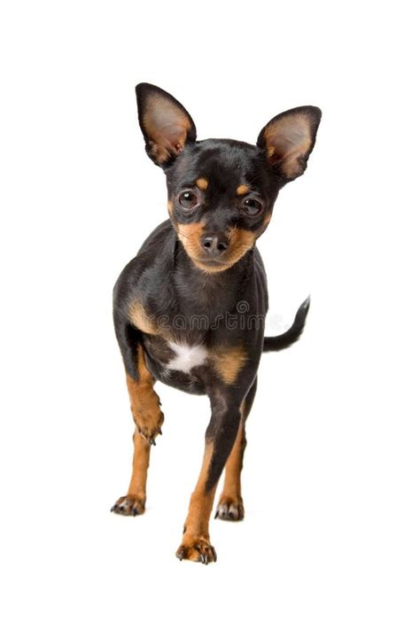 Short haired chihuahua dog stock photo. Image of nice - 15741804