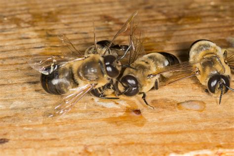 Rearing Drone Bees In Beekeeping Beekeepclub