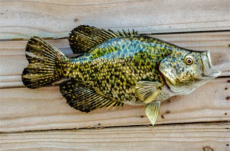 Crappie Black 16r Inch Fish Mount Replica The Fish Mount Store