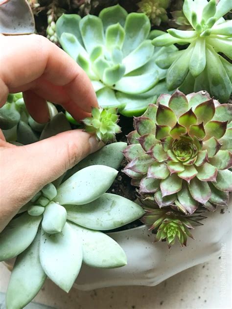 How To Plant Succulents In A Pot The Right Way