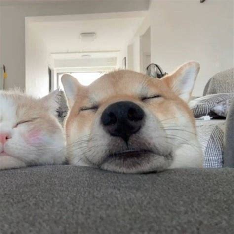 Pin By Bảo Bảo On Icon Dog Match Cute Cats And Dogs Dog Cat