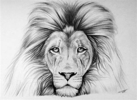 Lion Drawing By Lethalchris On Deviantart