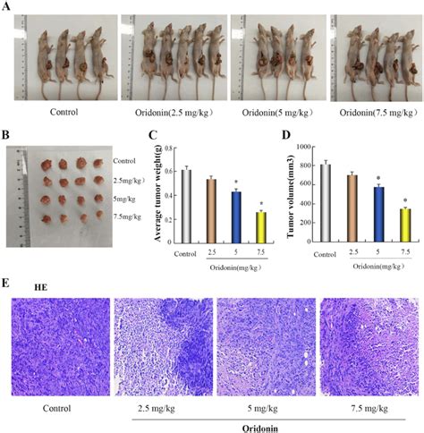 Antitumor Effect Of Oridonin In Vivo A And B On The Following Day