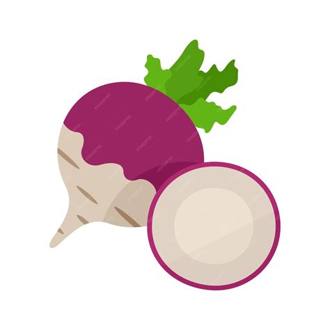 Premium Vector Turnip Vector Illustration Whole And Cut Vegetable On White Background