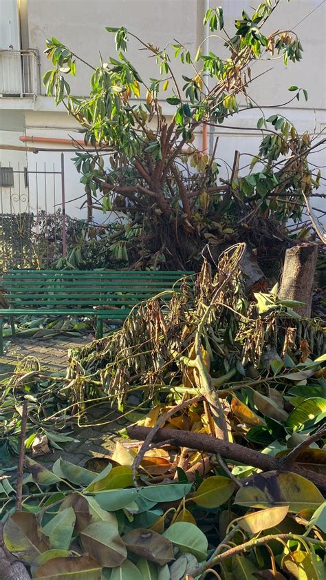 Alberi Spezzati E Abbandonati A Terra Segnalazioni A Vuoto A Mariconda