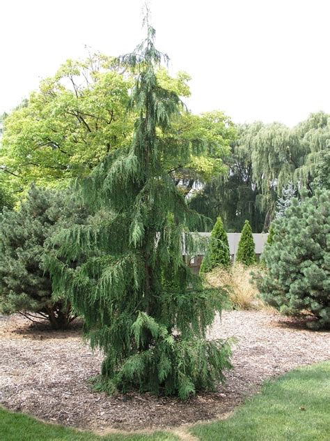 Chamaecyparis Nootkatensis Glauca Pendula Weeping Nootka Falsecypress