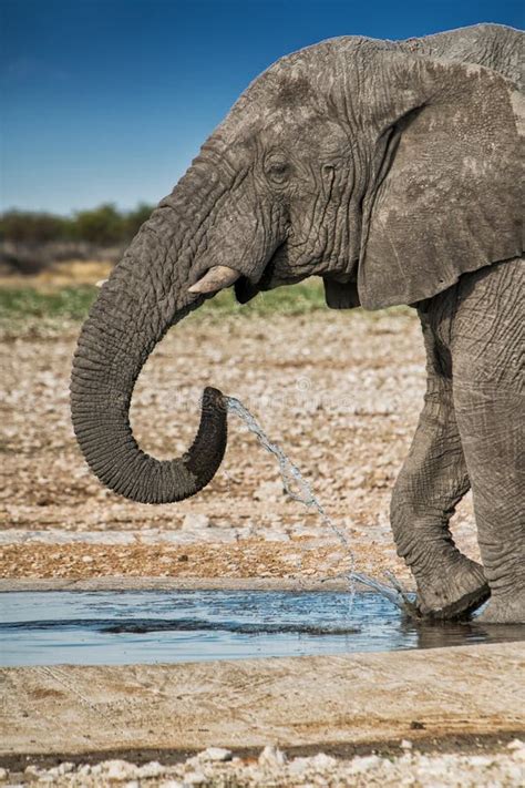 Elephant Drinking Water In The Savannah Of Etosha Namibia Stock Photo