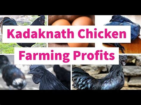 Kadaknath Chicken Farming Youtube