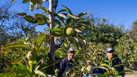 Productores frutícolas promovidos por el PESCS fortalecen sus