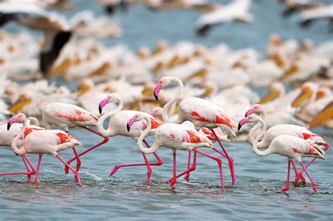 Lesser Flamingos In A Lake Photograph by Peter Chadwick/science Photo