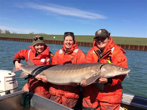 These Five Native Fish Have Disappeared From The Great Lakes