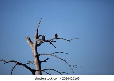 174 Louisiana Eagle Images Stock Photos Vectors Shutterstock