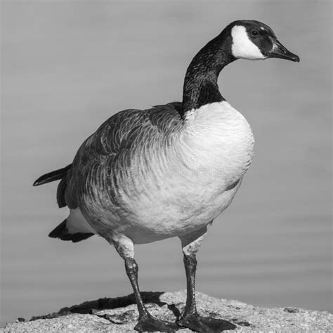 Blanco Y Negro De Un Ganso Parado En Una Orilla Rocosa Foto De Archivo