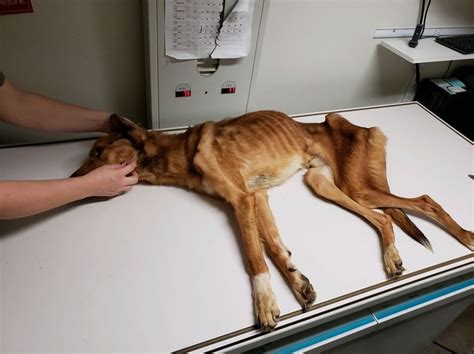 Appeal To Find Owners Of Severely Malnourished Dog In Western