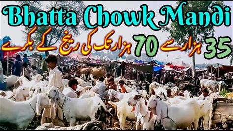 Bhatta Chowk Bakra Mandi 2021 Bakra Updates Bata Chowk Mandi Rwp