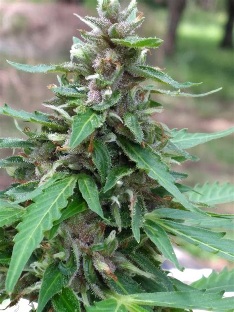 Purple Kush Autoflower Seeds | Seed Bank | Auto Purple Kush Seeds USA