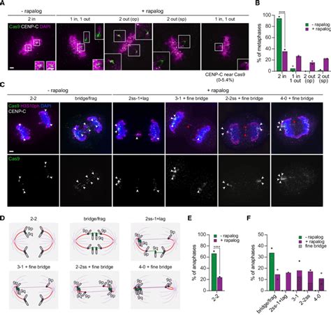 Segregation Errors Induced After Kin14IVb Tethering To Chr9 A