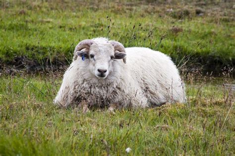 Icelandic Sheep Iceland Stock Image Image Of Sheep 20071023