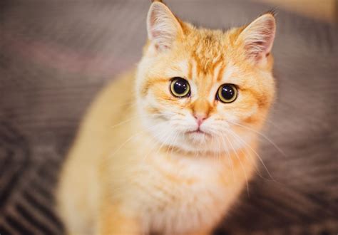 These Are The Most Popular Orange Cat Breeds