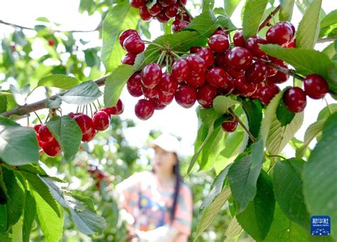 河北秦皇島：櫻桃紅 採摘忙 新華網河北頻道 新華網