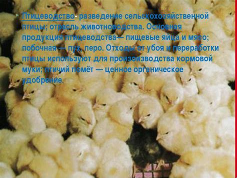 Презентация "Птицеводство" - скачать бесплатно