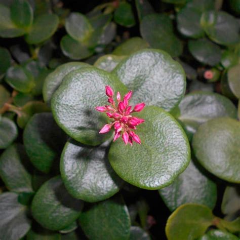 Crassula Multicava Th Suculentas