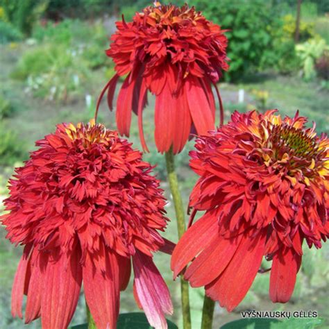 Echinacea Hot Papaya Vyšniauskų gėlės