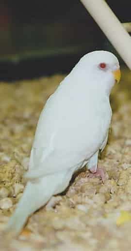 Budgies For Sale In Pakistan Low Prices Bajri Birds Parrots For Sale