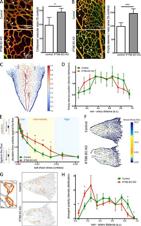 Ift Iec Ko Mice Show Increased Random Vascular Regression And Loss Of