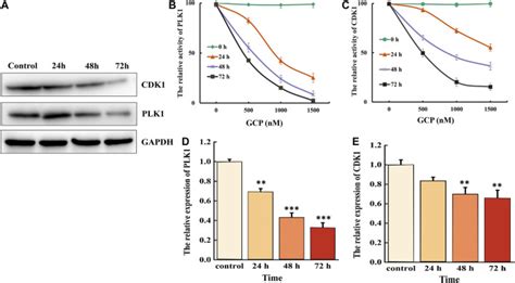 Glucocappasalin Induces G2/M-Phase Arrest, Apoptosis, and Autophagy ...