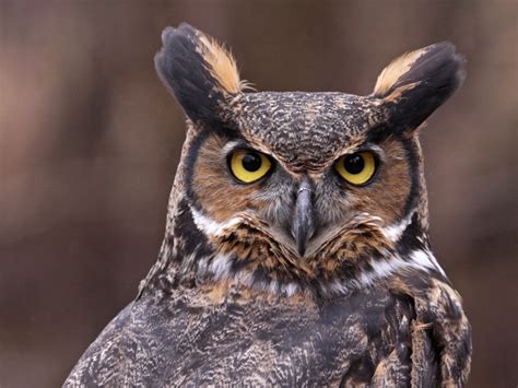 great-horned-owl-symbolism-1024x768.jpg