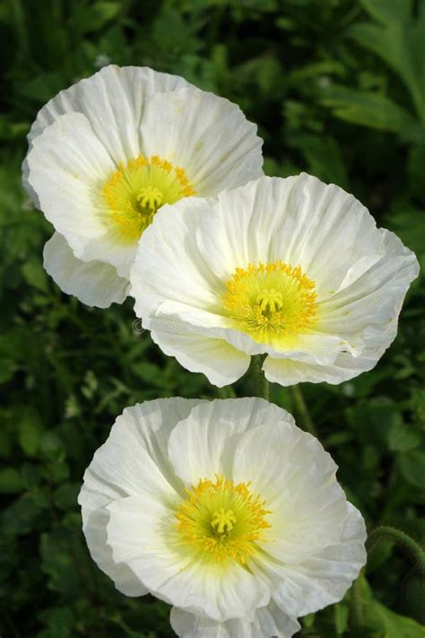 Three white Poppy flowers stock photo. Image of blossoming - 39854494