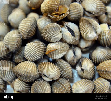 Fresh Shells And Seafood In A Beach Restaurant On The Rawai Beach On