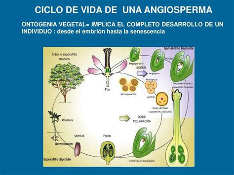 PPT CRECIMIENTO VEGETATIVO Y REPRODUCTIVO PowerPoint Presentation