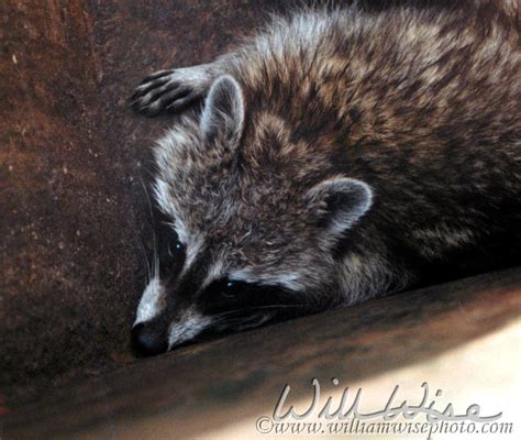 Raccoon in Dumpster - WILLIAM WISE PHOTOGRAPHY