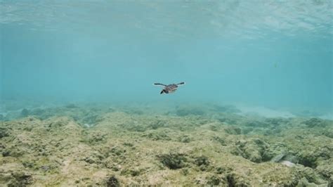 La Grande Barrière De Corail Un Trésor Vivant Un Récif Vivant