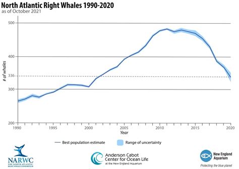 Right Whale Population 2024 - Hatty Kordula