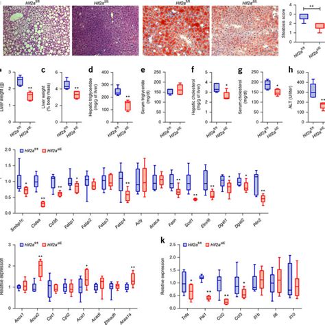 Pt2385 Reverses Hfd Induced Hepatic Steatosis A Representative Hande