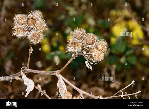 Burr Seed Hi Res Stock Photography And Images Alamy