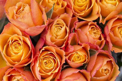 Orange Roses Bon Bloemen Rose Varieties Rose Orange Roses