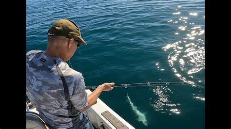 01 06 2024 Pacific Beach La Jolla Halibut Leopard Shark Calico Bass