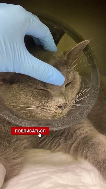 Острая почечная недостаточность и острая задержка мочи у кота «босс ...