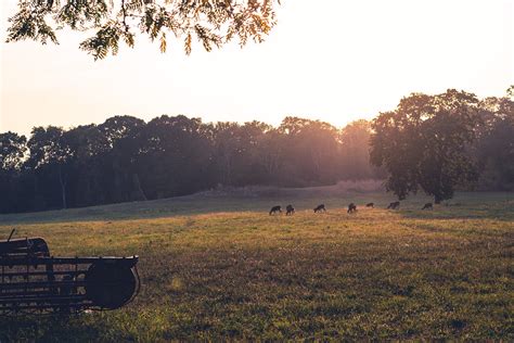 Golden Hour Grazing Jillian Lewandoski Flickr