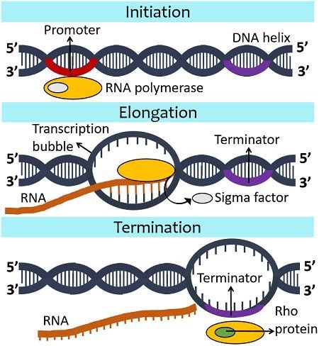 What Is Bacterial Transcription Definition Key Terms Steps